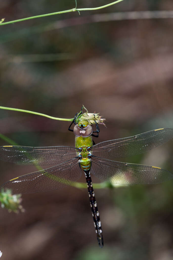 Image of Amazon Darner