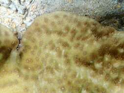 Image of Hedgehog Coral