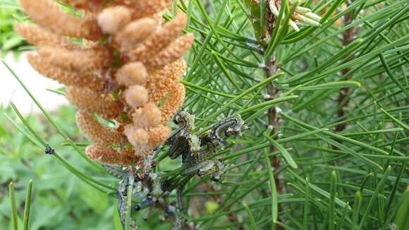 Plancia ëd Neodiprion sertifer (Geoffroy)