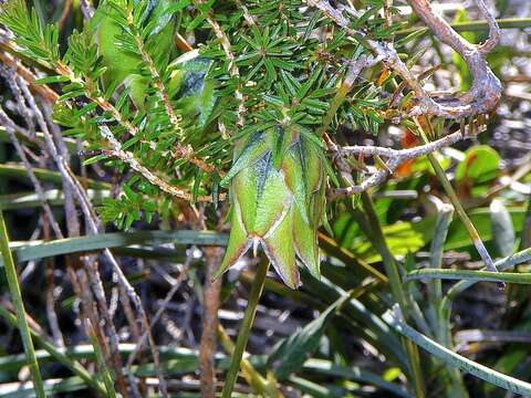 Image of Darwinia helichrysoides (Meissner) Benth.