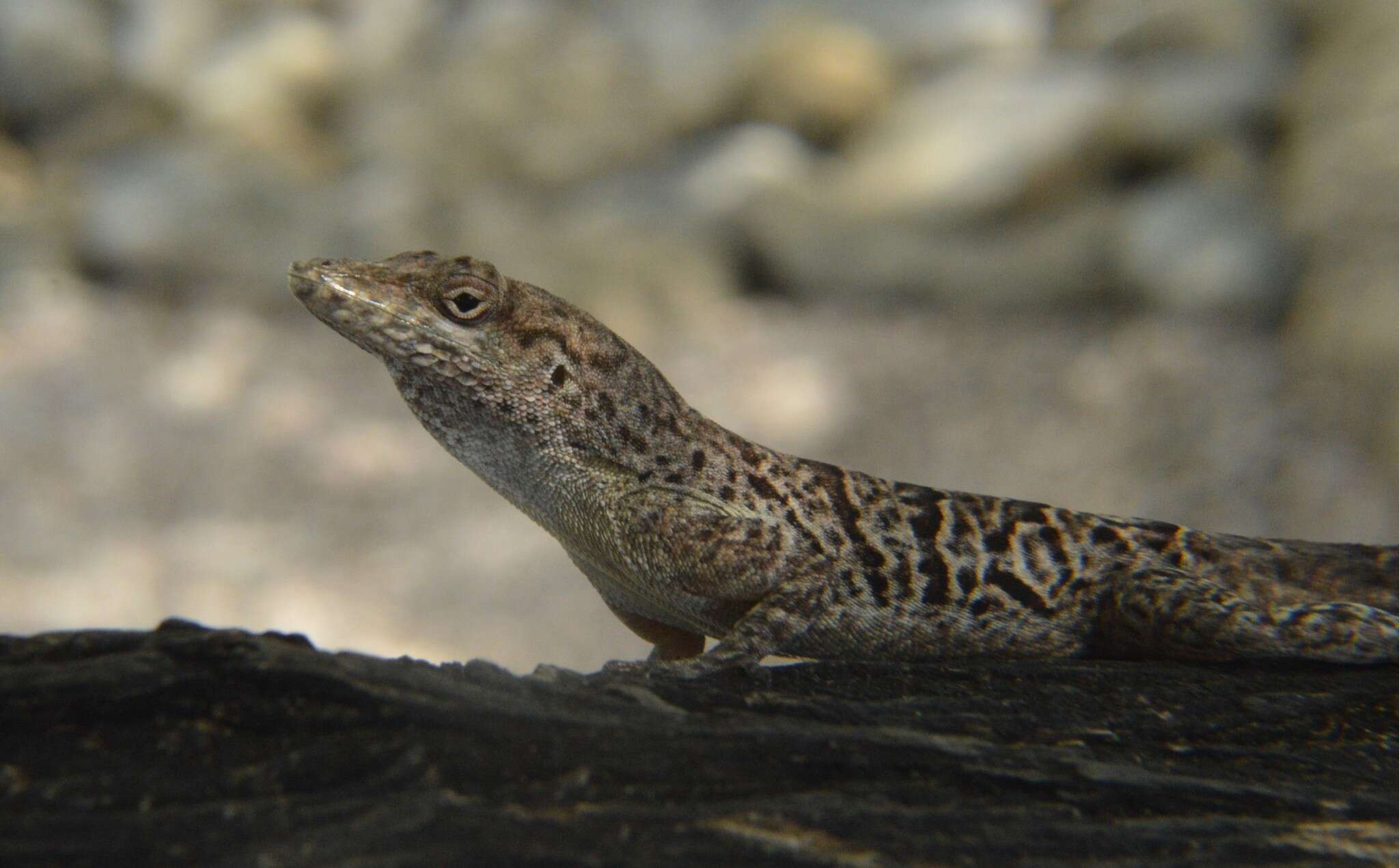 Anolis bonairensis Ruthven 1923 resmi