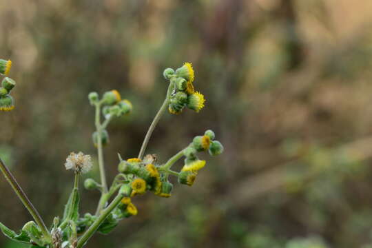 Image of Blumea eriantha DC.