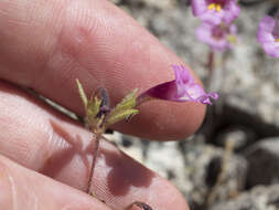 Image of Torrey's monkeyflower