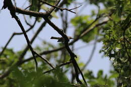 Image of Polioptila caerulea caerulea (Linnaeus 1766)