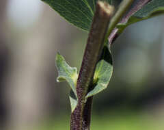 Imagem de Lathyrus venosus Willd.