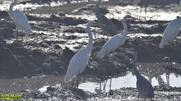 Image of Ardea alba alba Linnaeus 1758