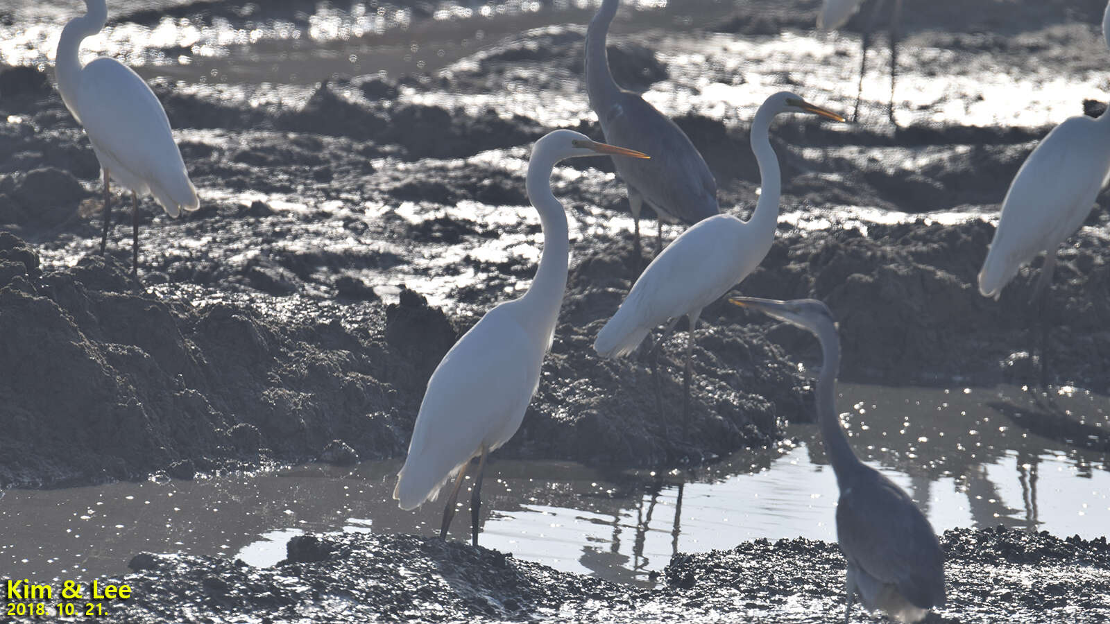 Image of Ardea alba alba Linnaeus 1758