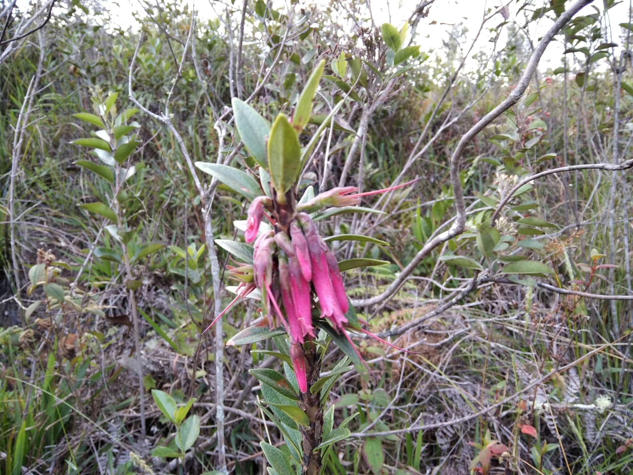 Image of Macleania salapa (Benth.) Benth. & Hook. fil.