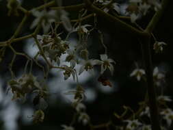 Image of Begonia parviflora Poepp. & Endl.