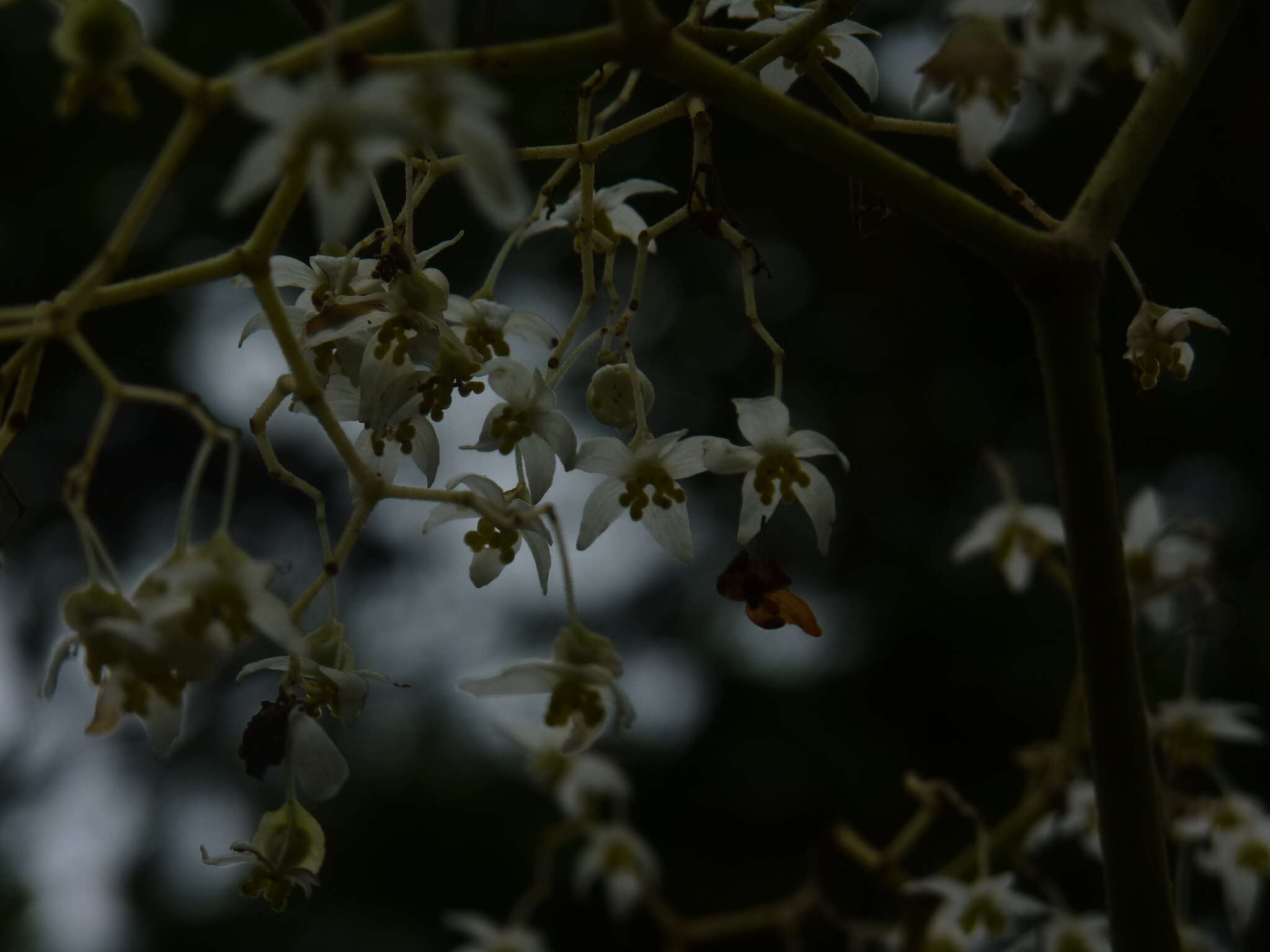صورة Begonia parviflora Poepp. & Endl.