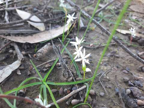 Sivun Wurmbea latifolia T. D. Macfarl. kuva