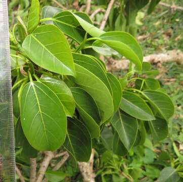 Ficus polita Vahl的圖片