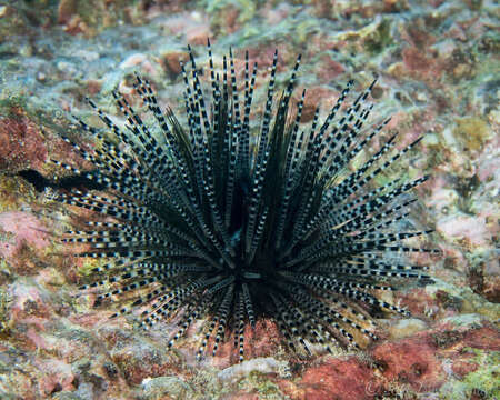 Image de Echinothrix calamaris (Pallas 1774)