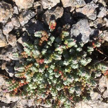 Image of Sedum brevifolium DC.