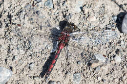 Imagem de Leucorrhinia borealis Hagen 1890