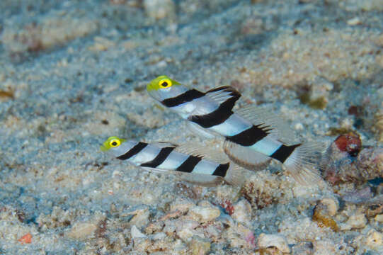 صورة Stonogobiops xanthorhinica Hoese & Randall 1982