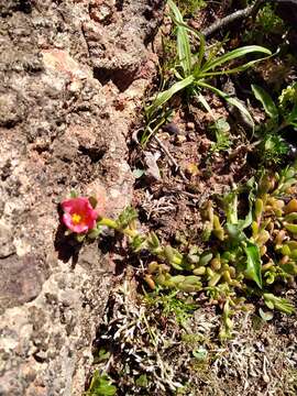 Image of Portulaca cryptopetala Speg.