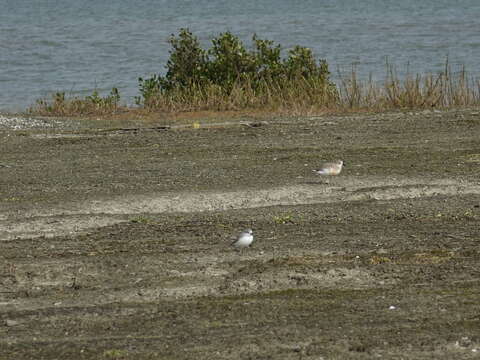 صورة Anarhynchus Quoy & Gaimard 1832