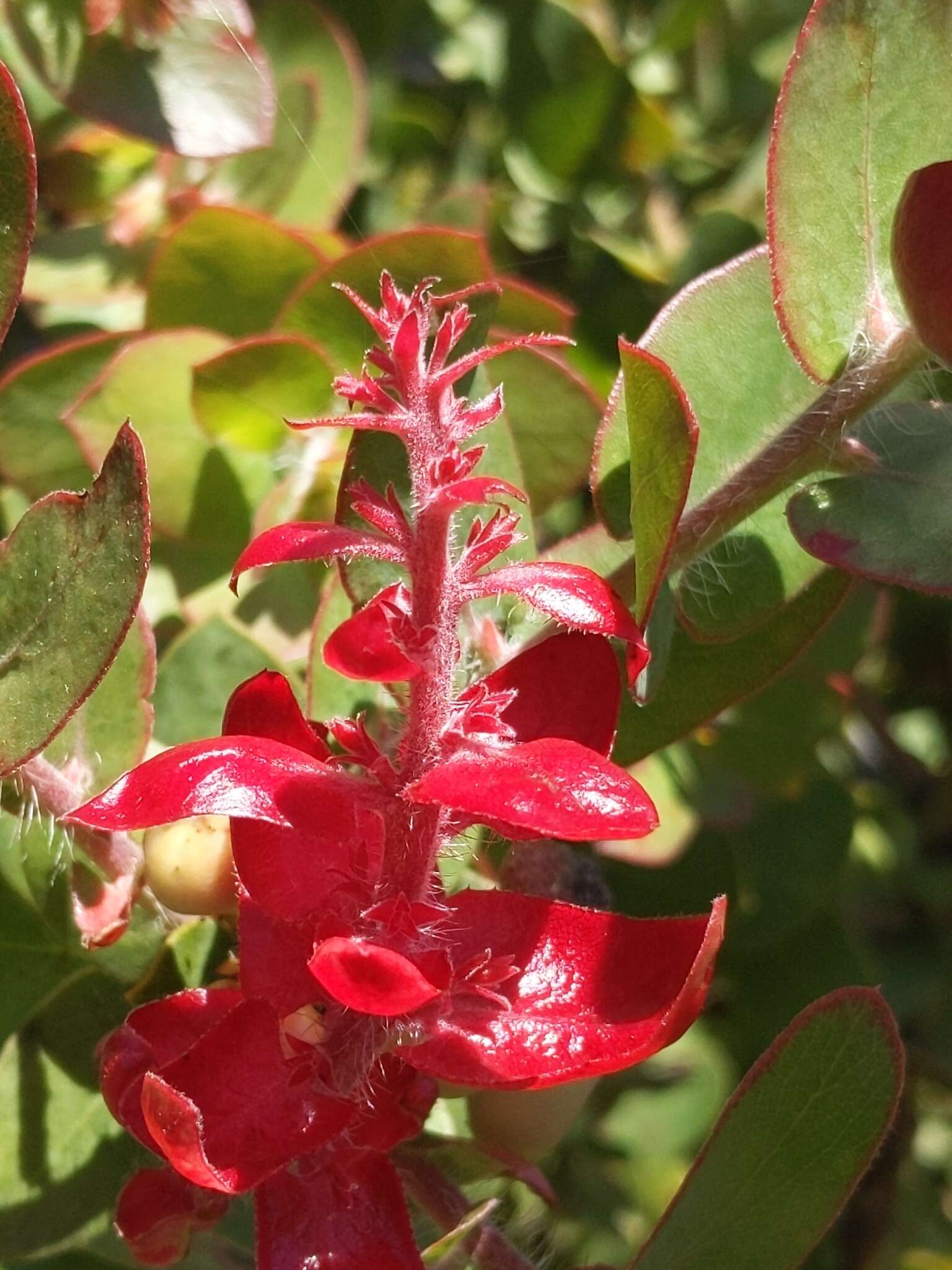 Plancia ëd Arctostaphylos pechoensis (Abrams) Dudley