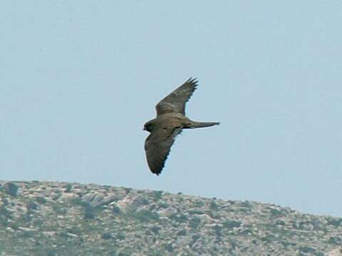 Image of Eleonora's Falcon