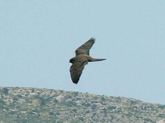 Image of Eleonora's Falcon