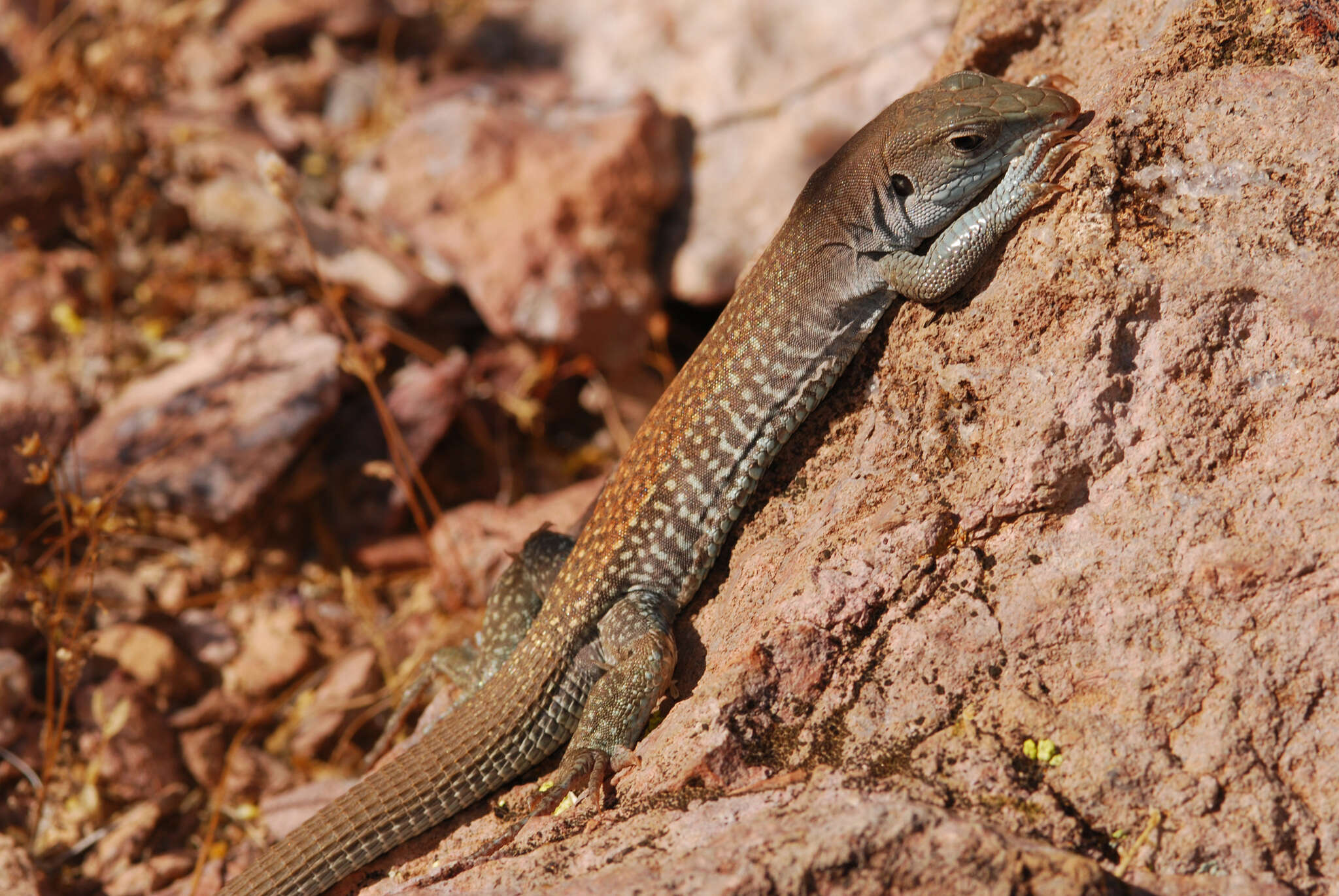 Image of Aspidoscelis xanthonotus (Duellman & Lowe 1953)