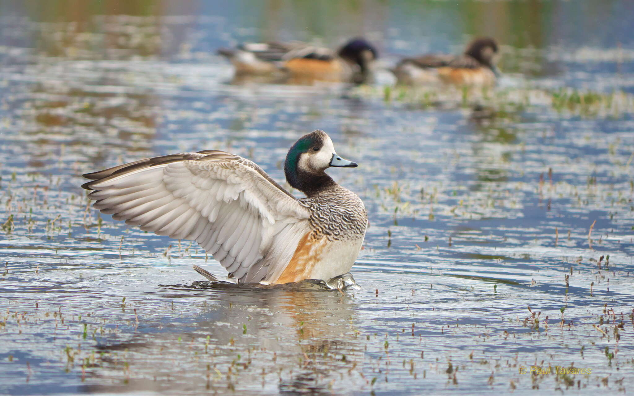 Image of Chiloe Wigeon