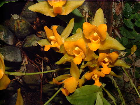 Image of Sweet scented Lycaste