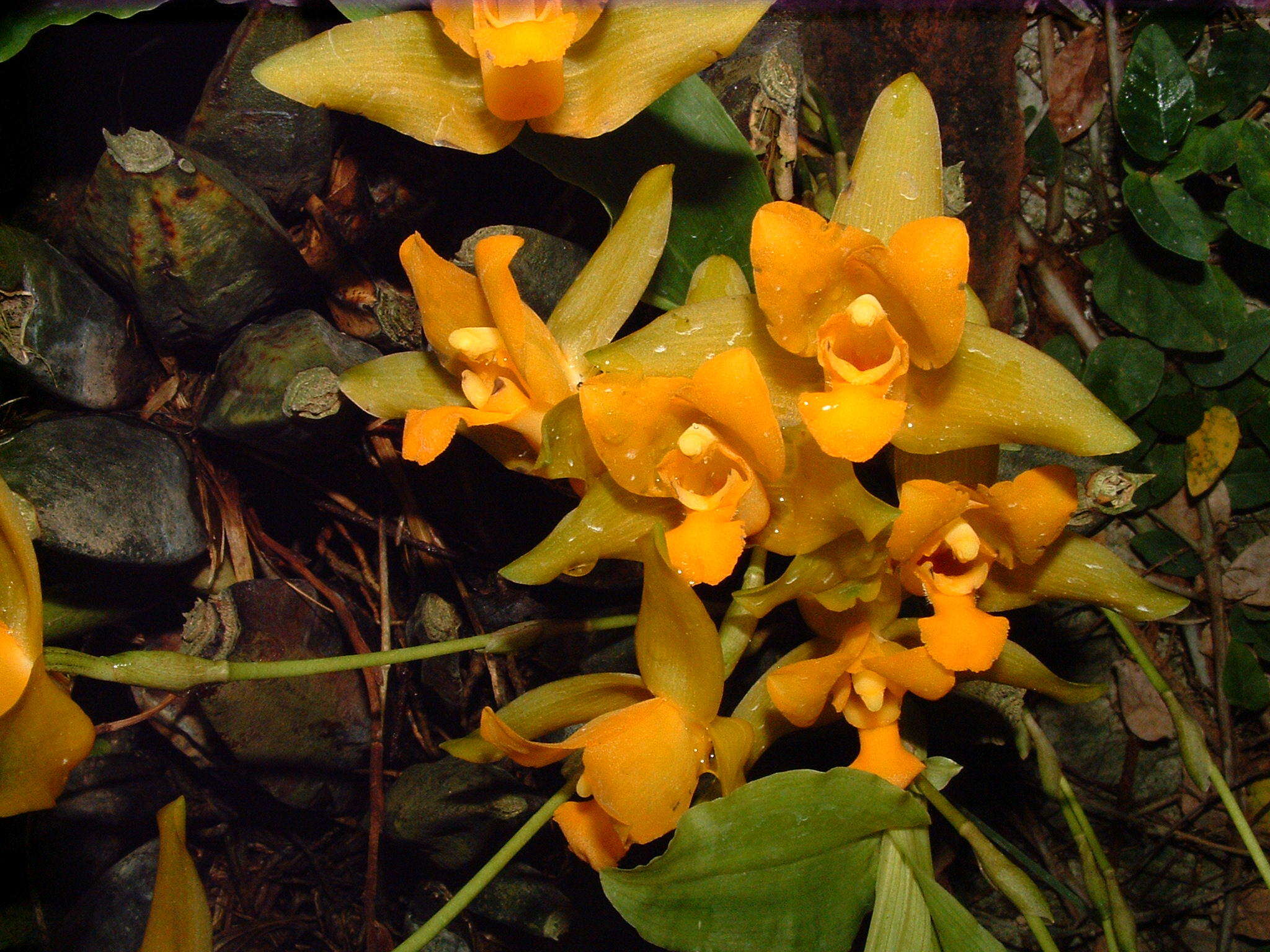 Imagem de Lycaste aromatica (Graham) Lindl.