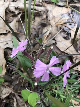 Image of sticky catchfly