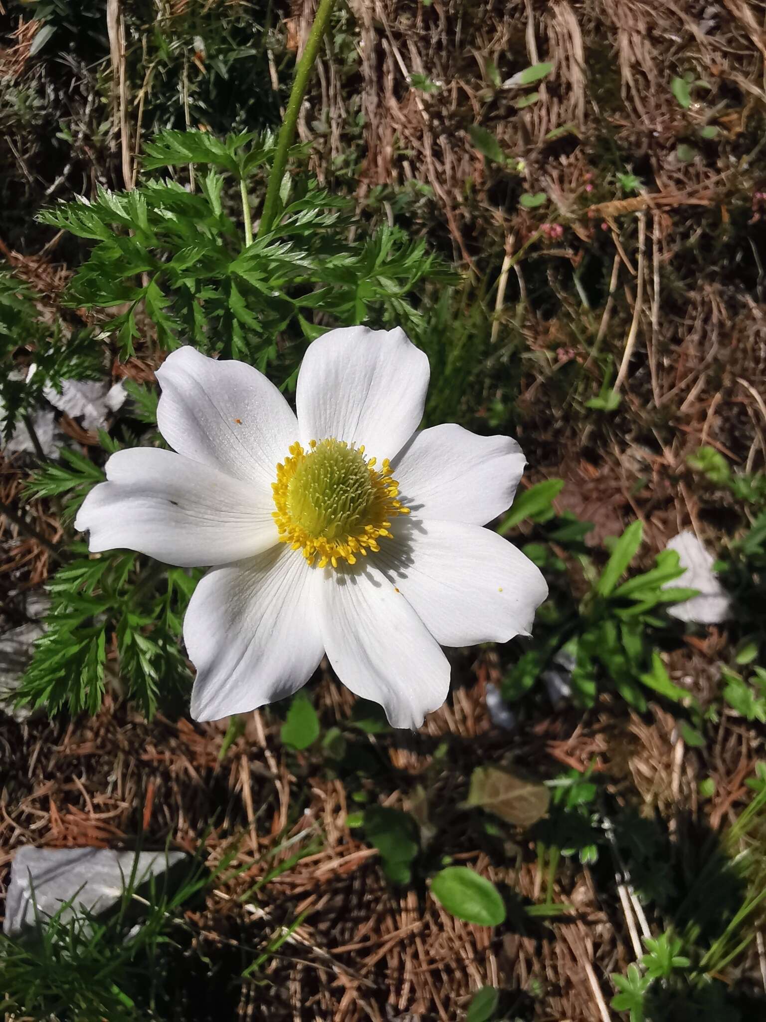 Sivun Pulsatilla alpina subsp. alpina kuva
