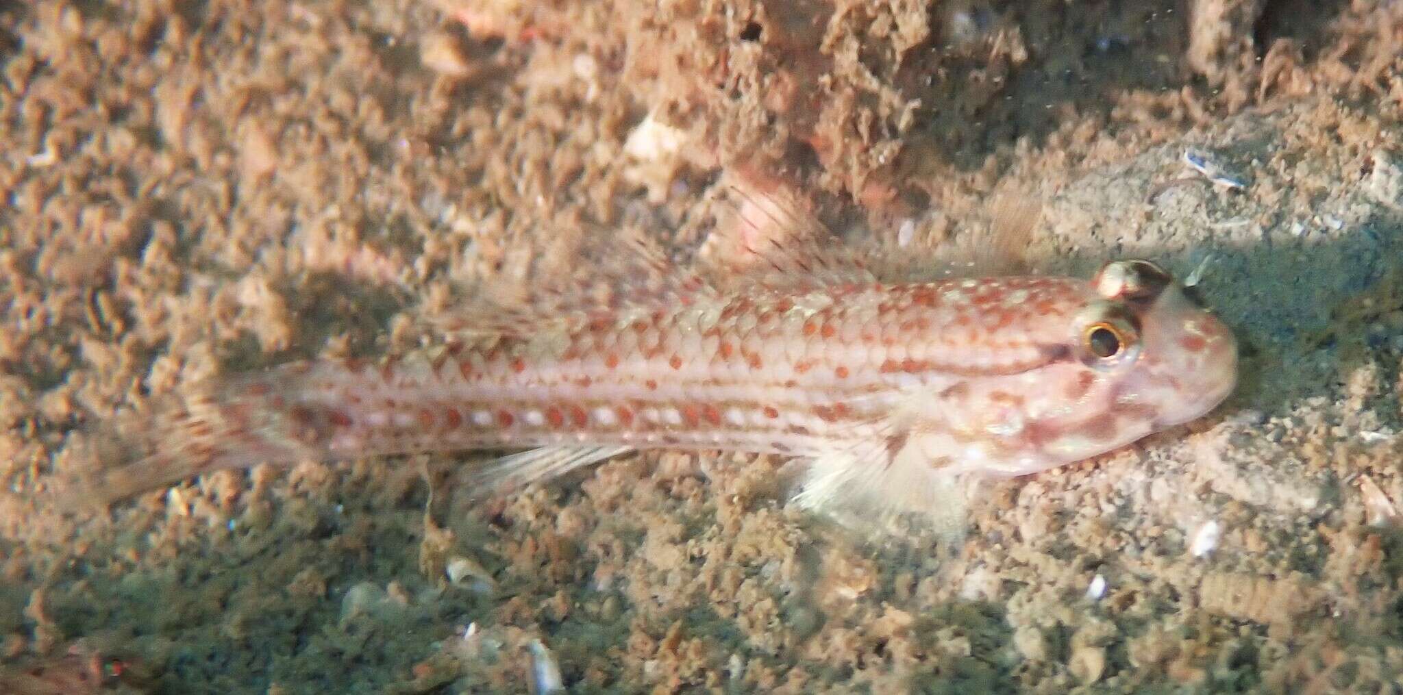 Sivun Istigobius campbelli (Jordan & Snyder 1901) kuva