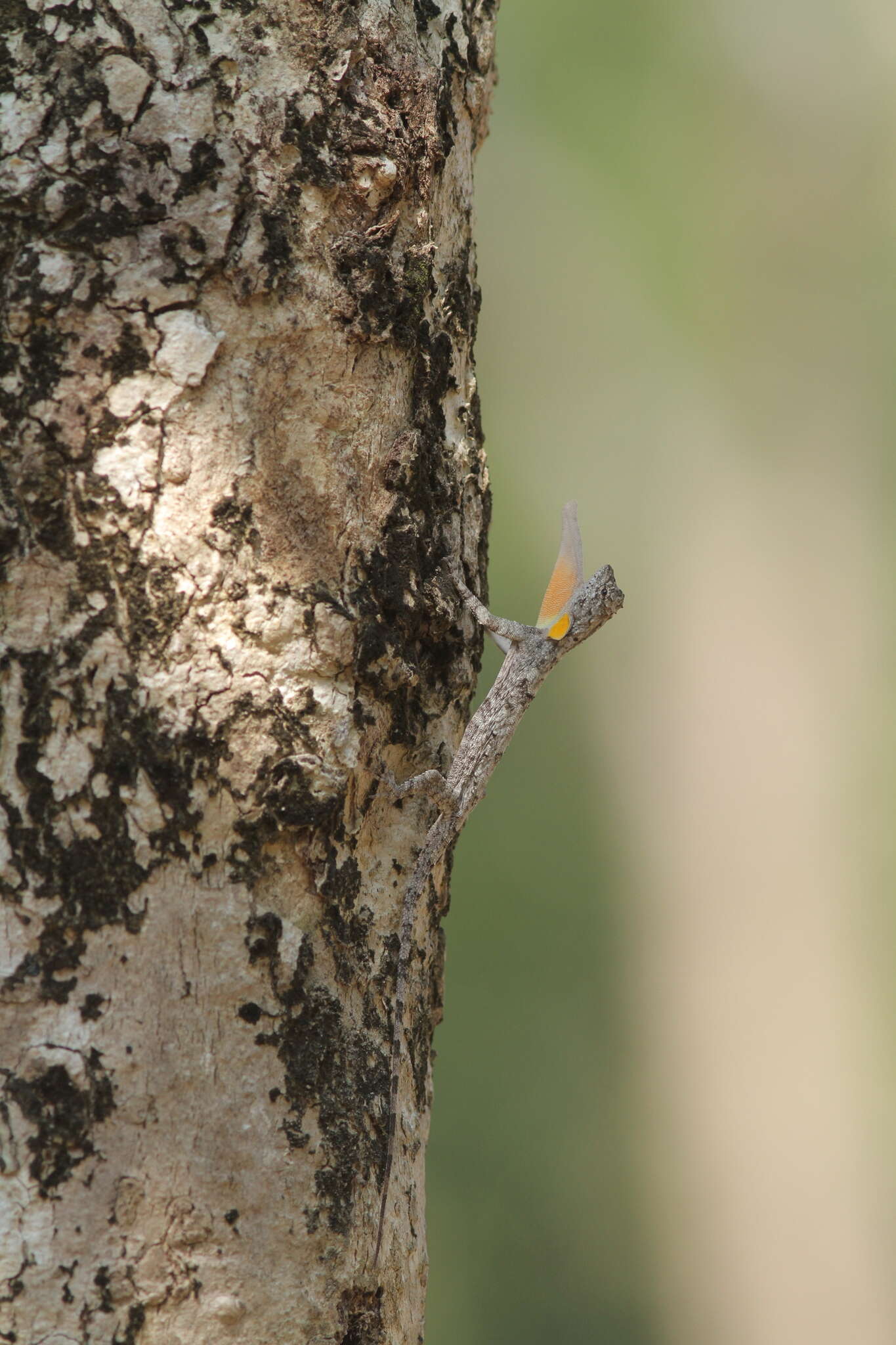 Image of Spotted Flying Dragon