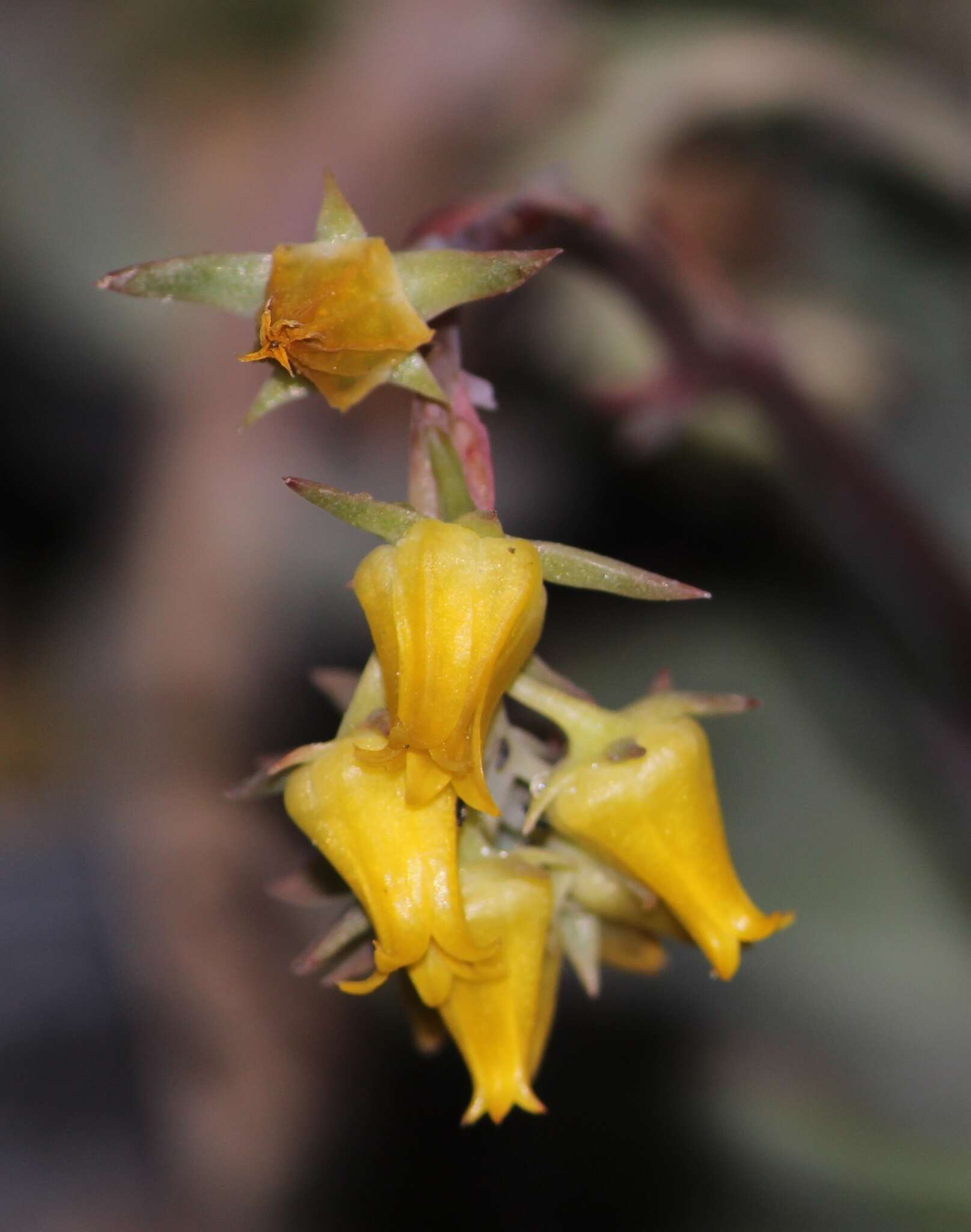 Image of Echeveria pulidonis Walther