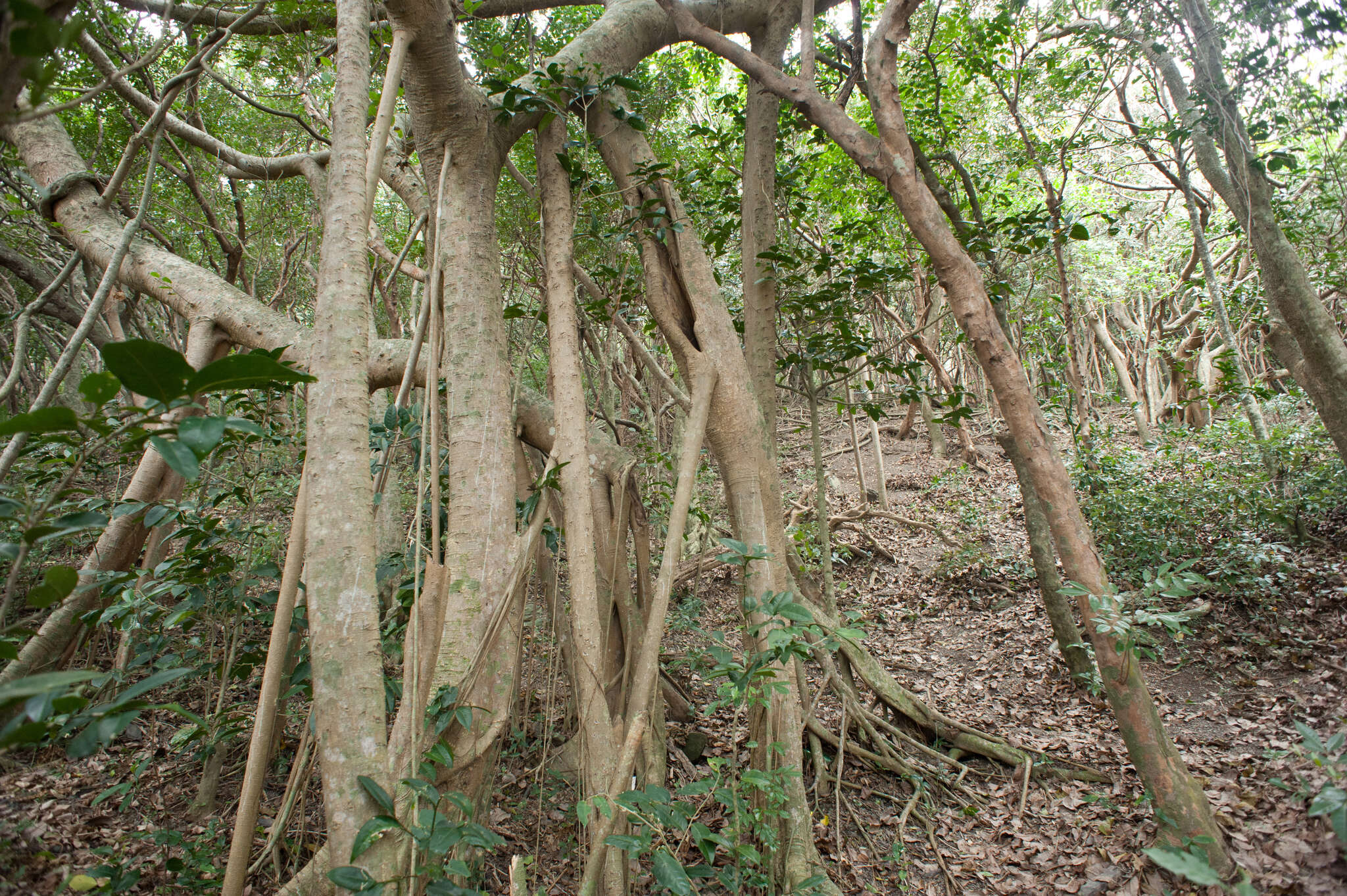 Image de Ficus benjamina L.