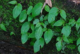 Image of Rhynchoglossum obliquum Blume