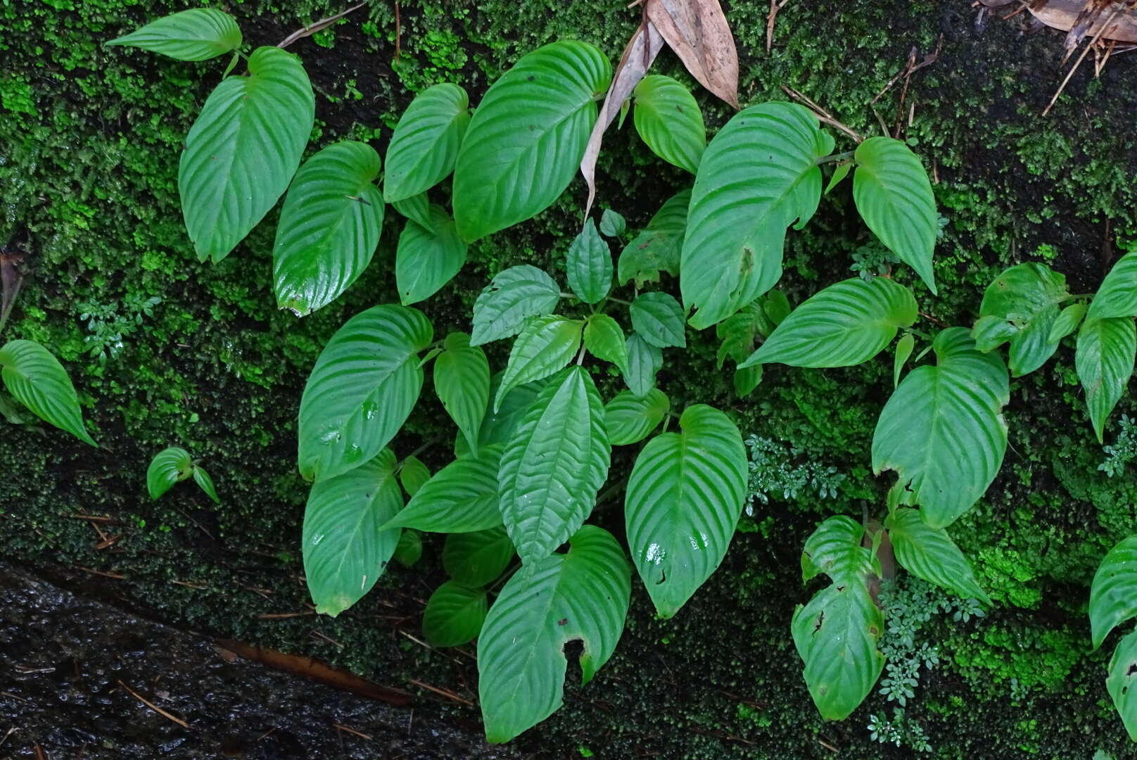 Image of Rhynchoglossum obliquum Blume