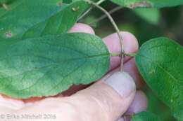 Plancia ëd Lonicera morrowii Gray