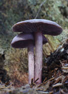 Mycena pelianthina (Fr.) Quél. 1872 resmi