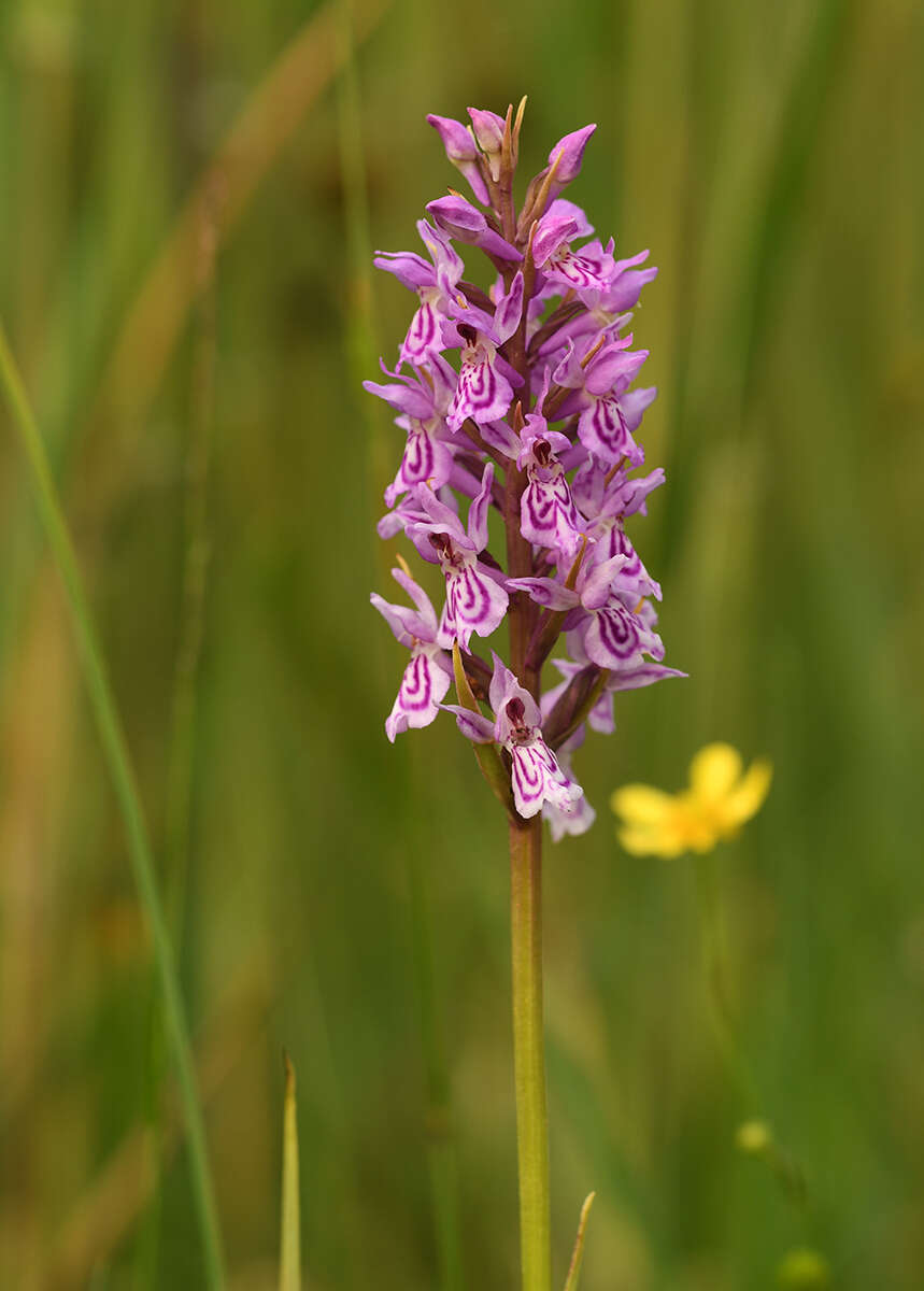 Imagem de Dactylorhiza grandis (Druce) P. F. Hunt