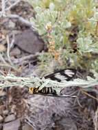 Image of Hera Buckmoth