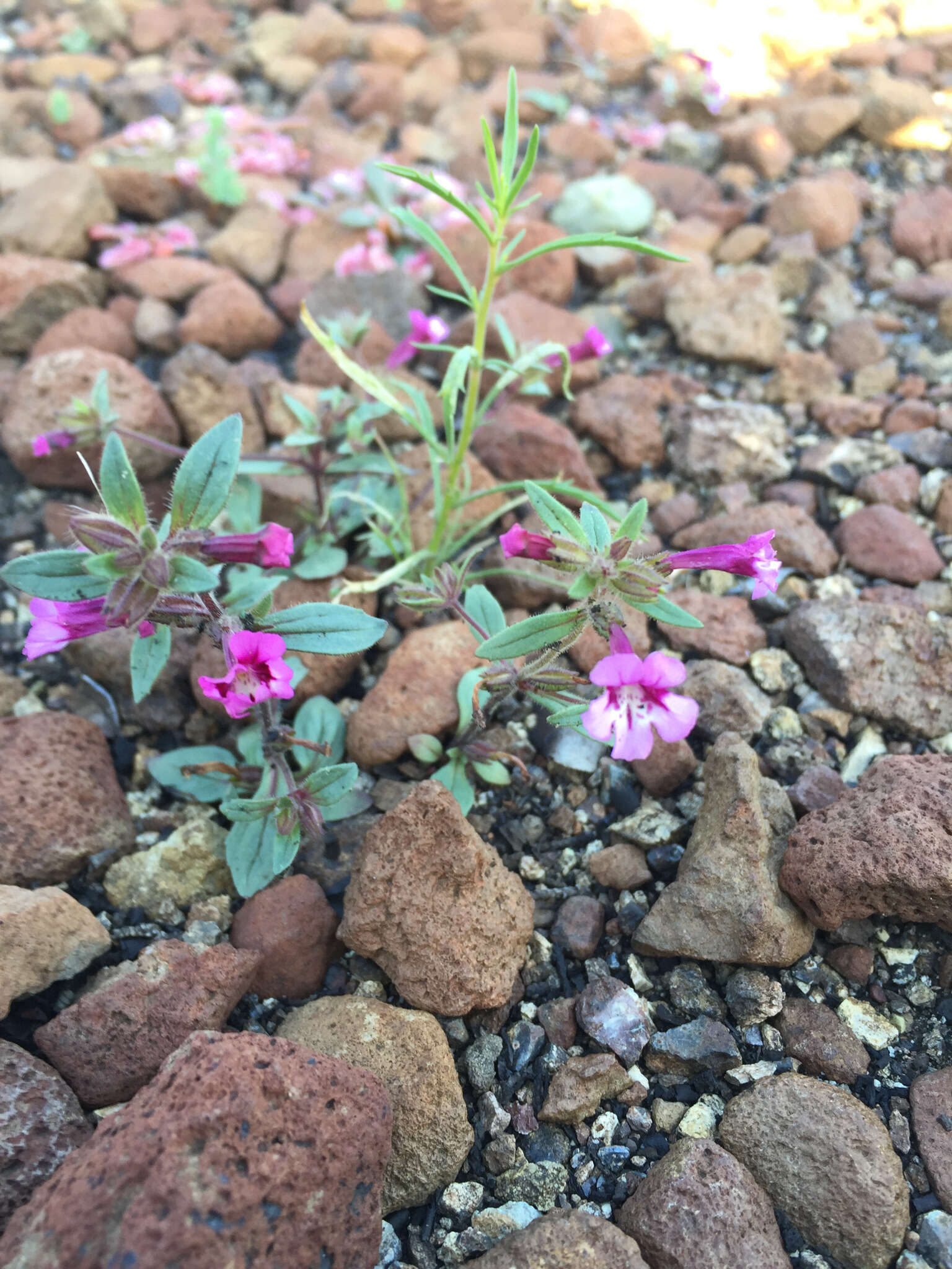 Image of Layne's monkeyflower