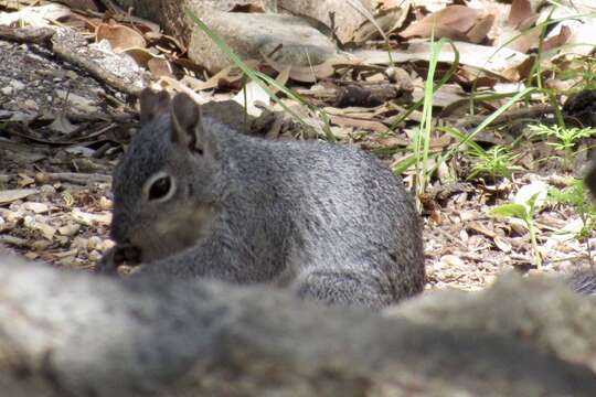 Image of Arizona Gray Squirrel