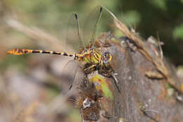 Imagem de Erpetogomphus designatus Hagen ex Selys 1858