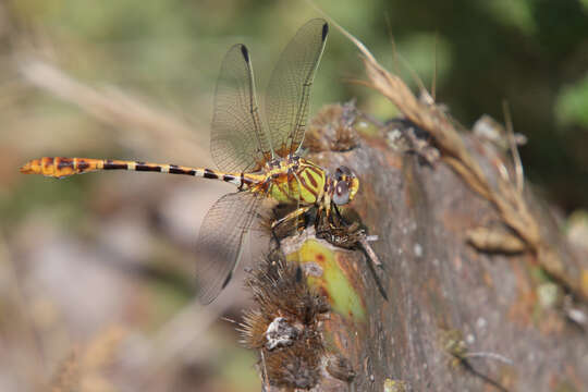 Imagem de Erpetogomphus designatus Hagen ex Selys 1858