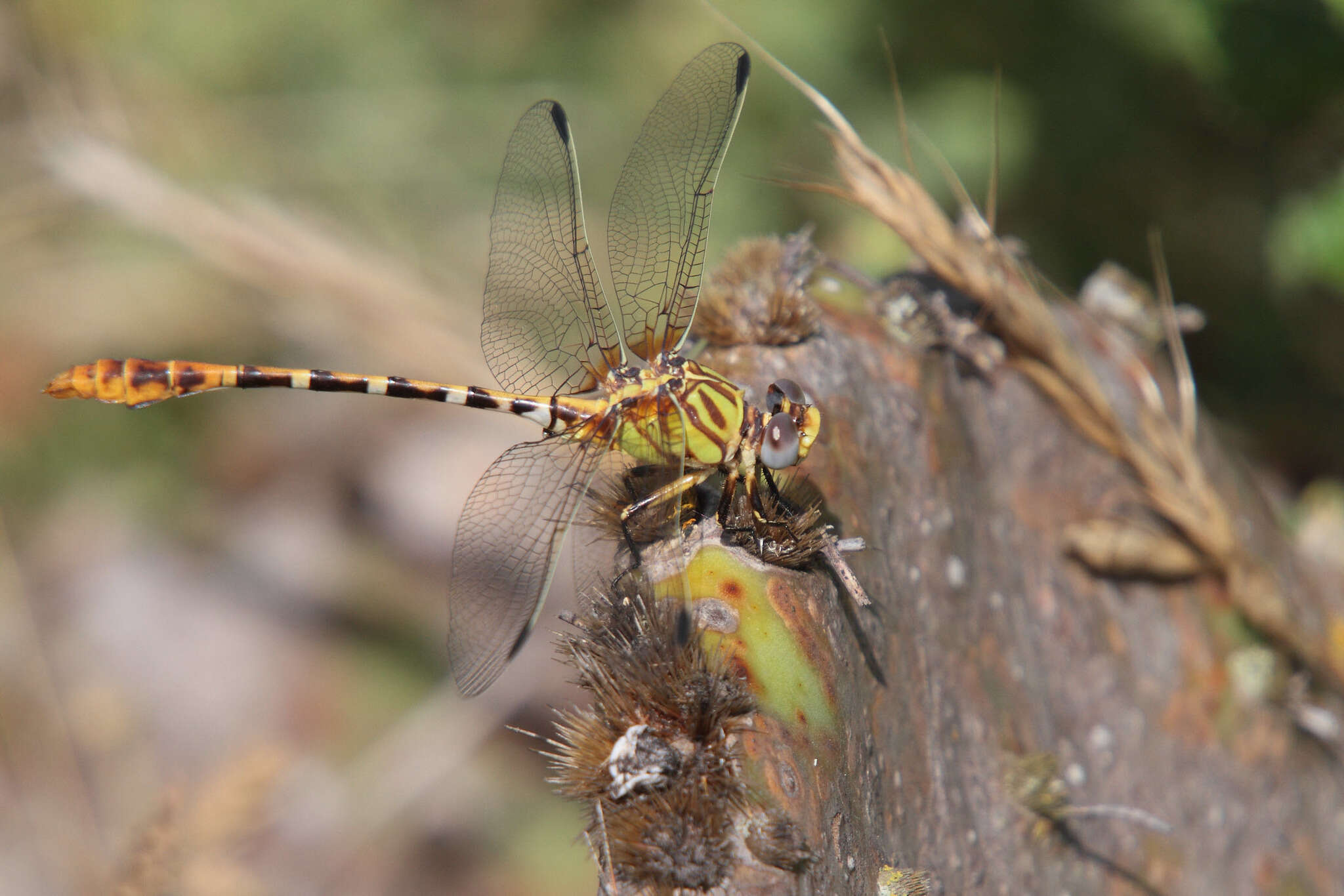 صورة Erpetogomphus designatus Hagen ex Selys 1858