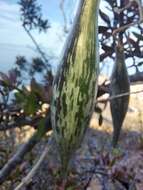 Image of Sonoran milkvine