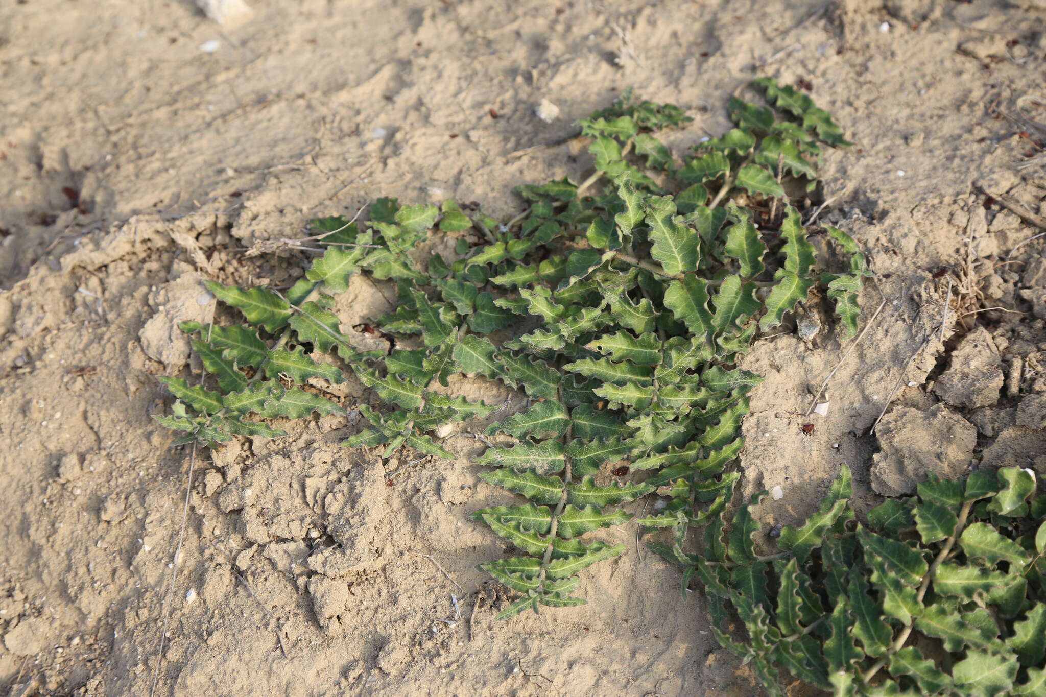 صورة Asclepias prostrata W. H. Blackw.