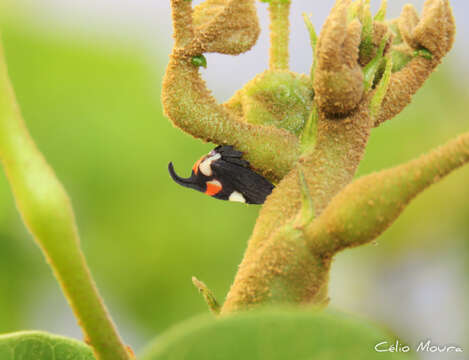 Image of Enchophyllum quinquemaculata Fairmaire