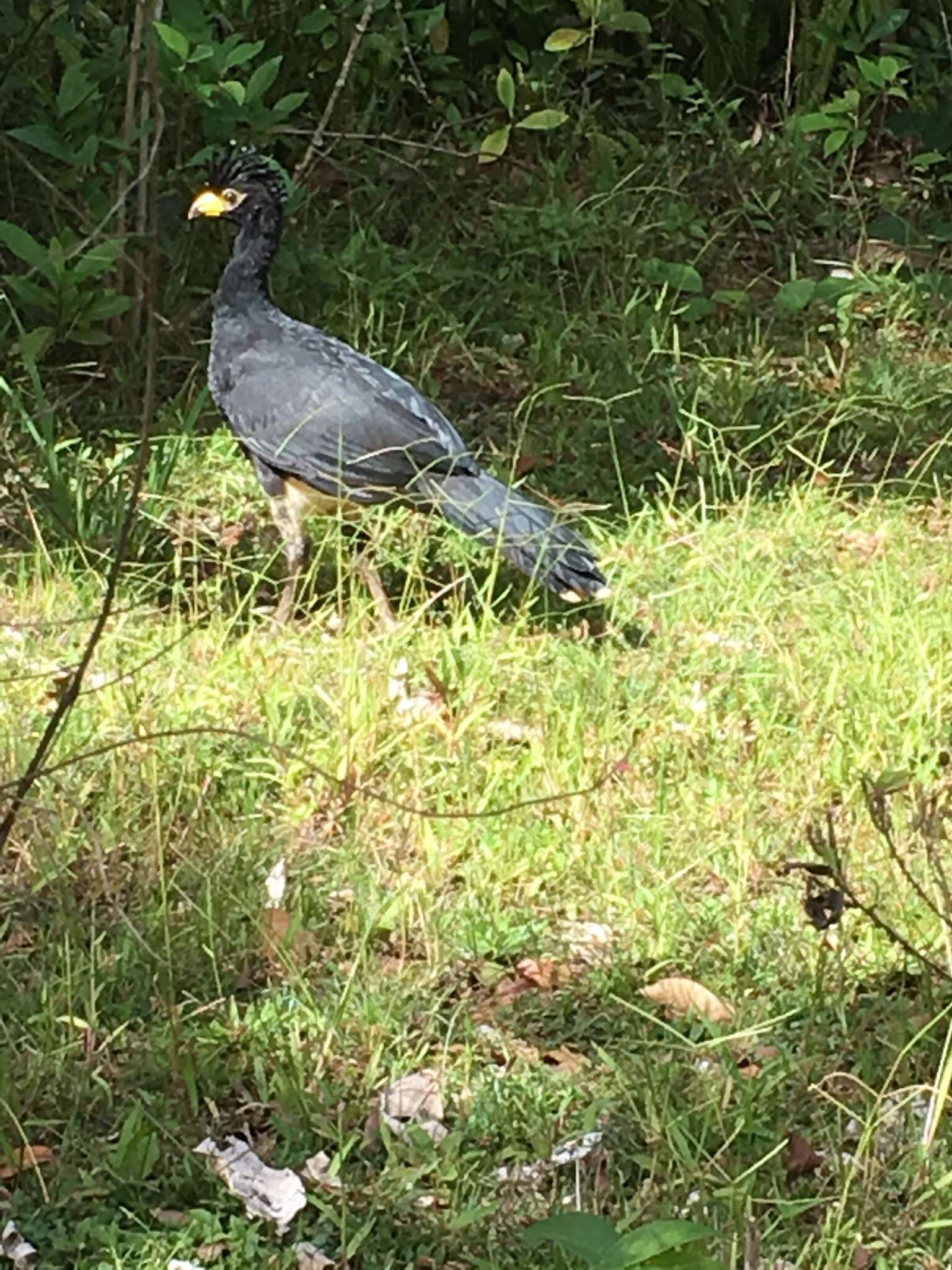 Image of Bare-faced Curassow